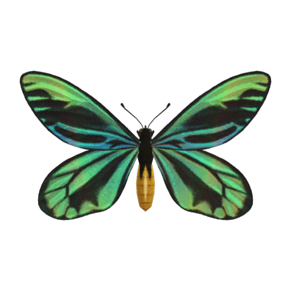 Queen Alexandra's Birdwing Product Image