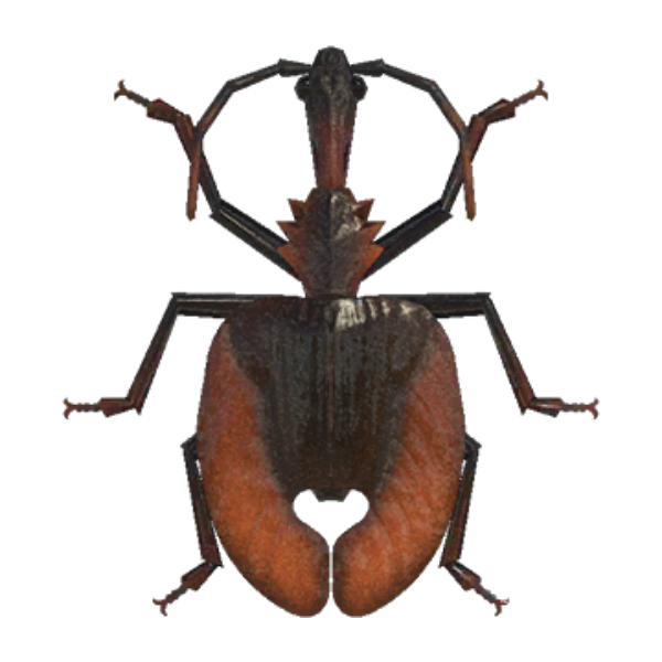 Violin Beetle Product Image