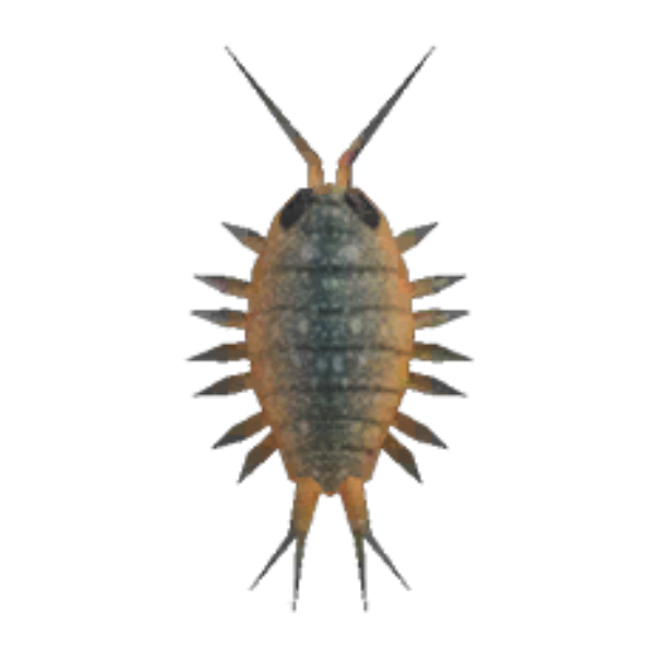 Wharf Roach Product Image
