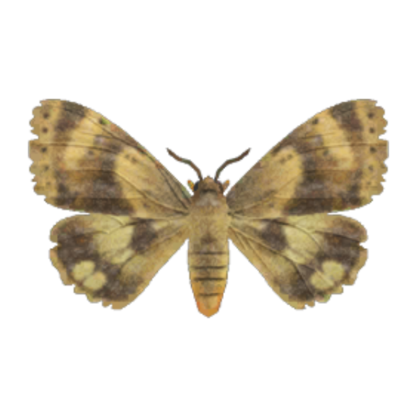 Moth Product Image
