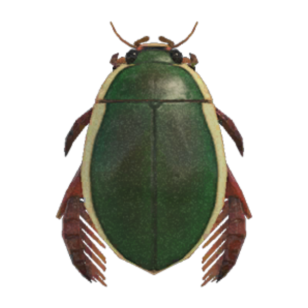 Diving Beetle Product Image