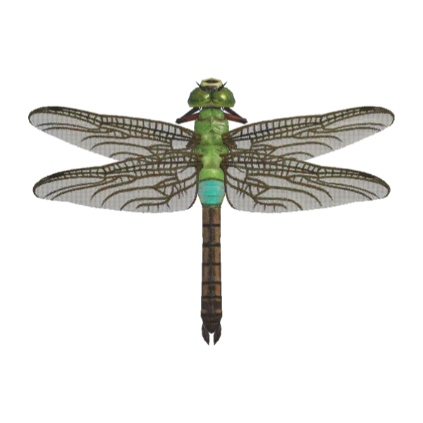 Darner Dragonfly Product Image