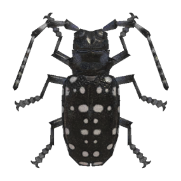 Citrus Long-Horned Beetle Product Image