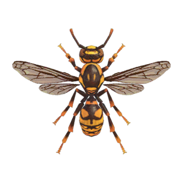 Wasp Product Image