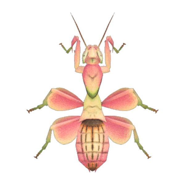 Orchid Mantis Product Image