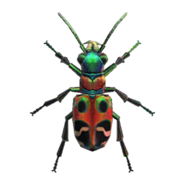 Tiger Beetle Product Image