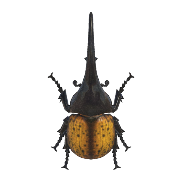 Horned Hercules Product Image