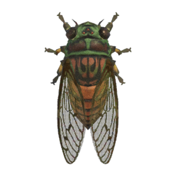 Evening Cicada Product Image