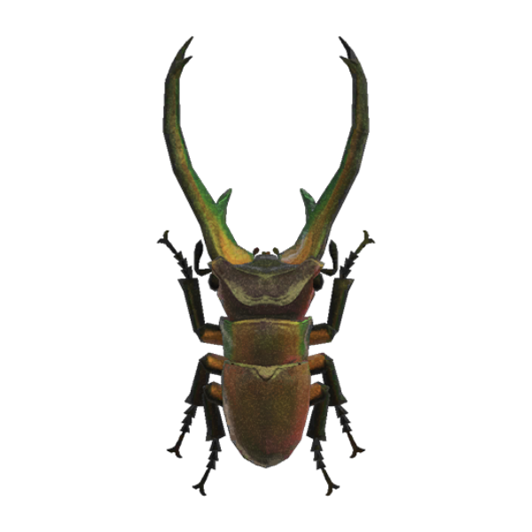 Cyclommatus Stag Product Image