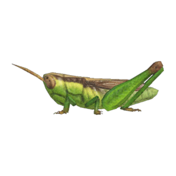 Rice Grasshopper Product Image