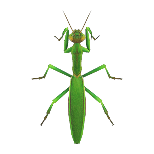 Mantis Product Image