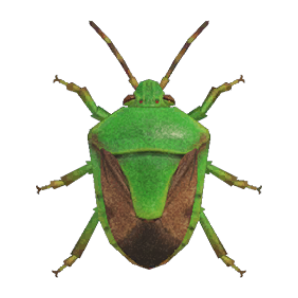 Stinkbug Product Image