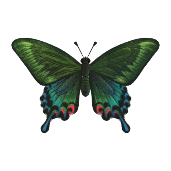 Peacock Butterfly Product Image