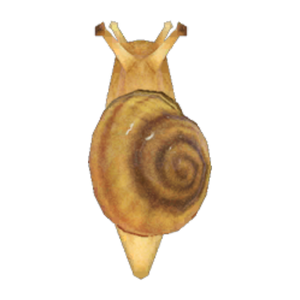 Snail Product Image