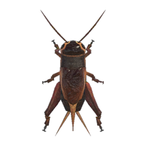 Cricket Product Image