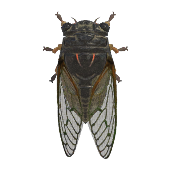 Giant Cicada Product Image