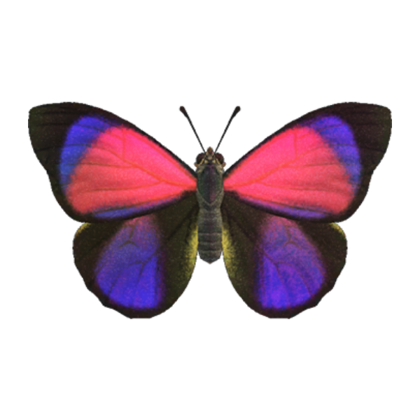 Agrias Butterfly Product Image