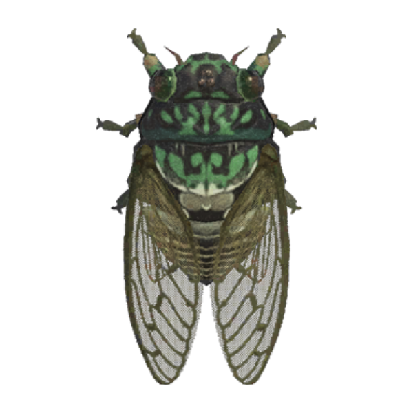 Robust Cicada Product Image