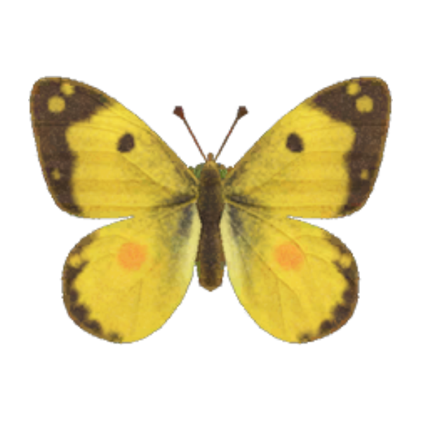 Yellow Butterfly Product Image