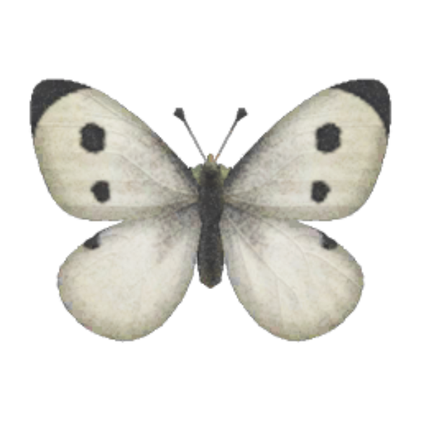 Common Butterfly Product Image