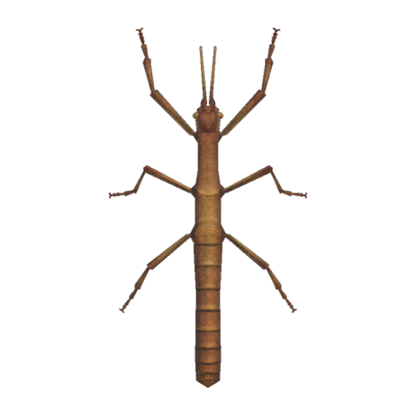 Walking Stick Product Image