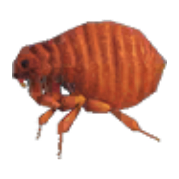 Flea Product Image