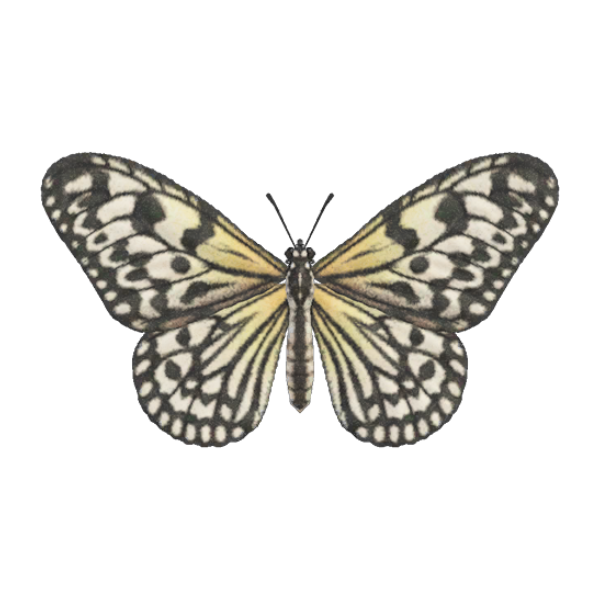 Paper Kite Butterfly Product Image
