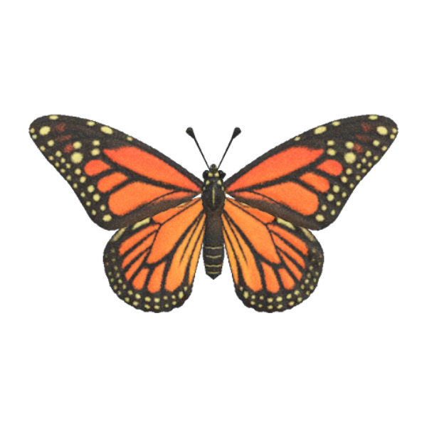 Monarch Butterfly Product Image