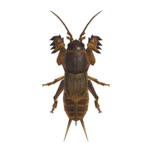Mole Cricket Product Image
