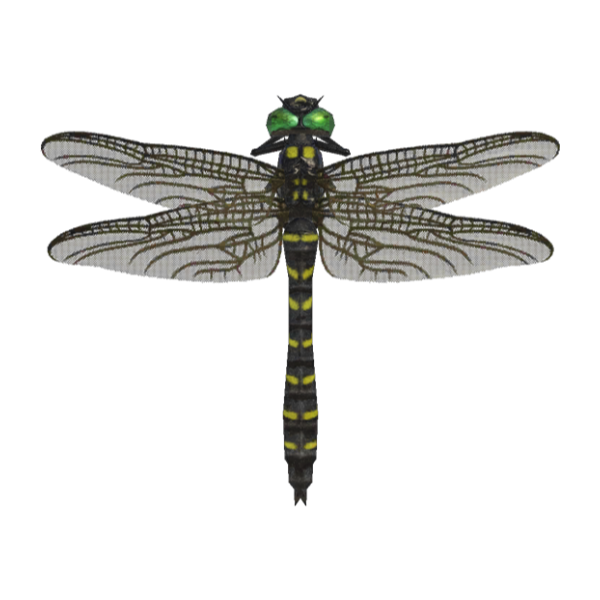 Banded Dragonfly Product Image