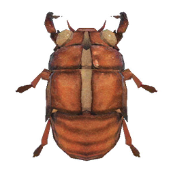Cicada Shell Product Image