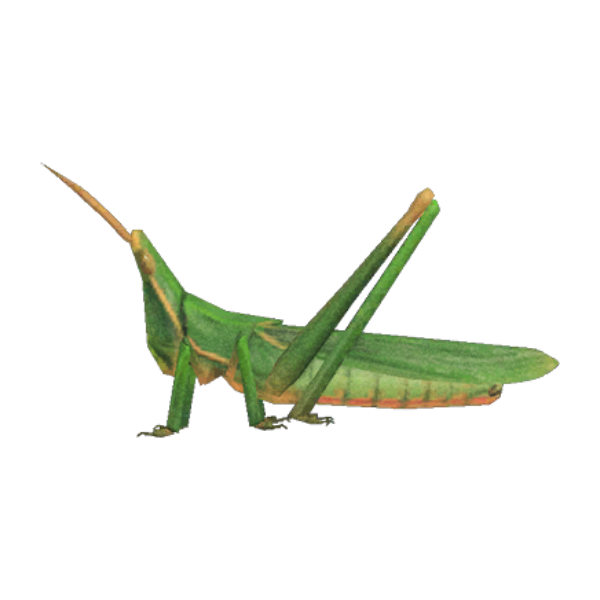 Long Locust Product Image