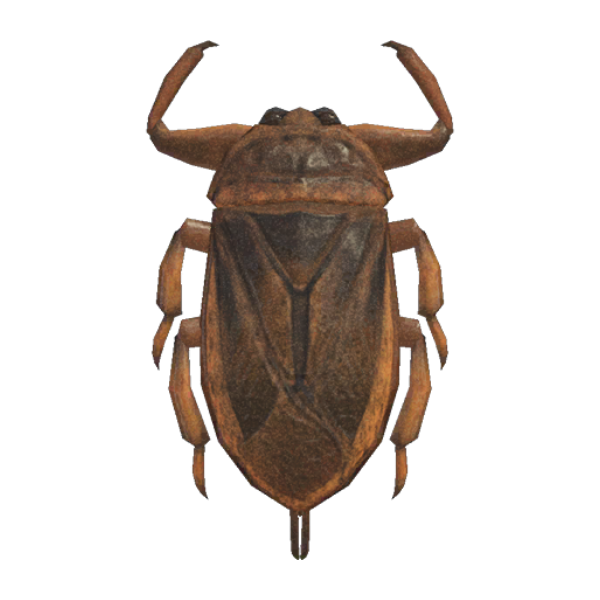 Giant Water Bug Product Image