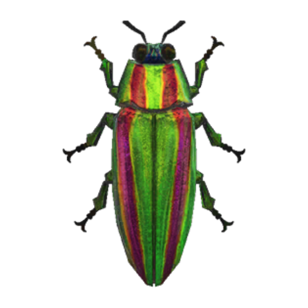 Jewel Beetle Product Image