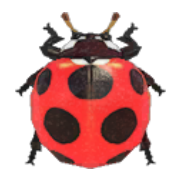 Ladybug Product Image