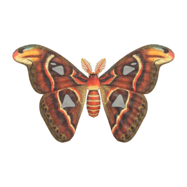 Atlas Moth Product Image