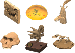 All Fossils Product Image